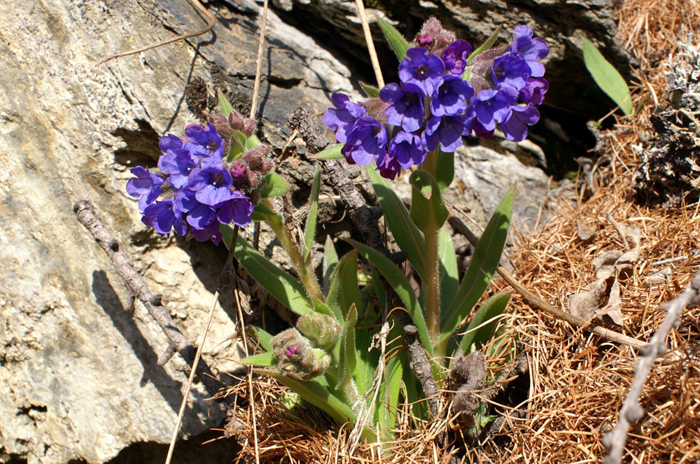 Pulmonaria australis