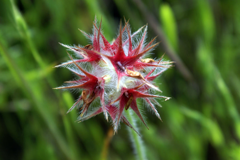 Appennino umbro - Trifolium stellatum