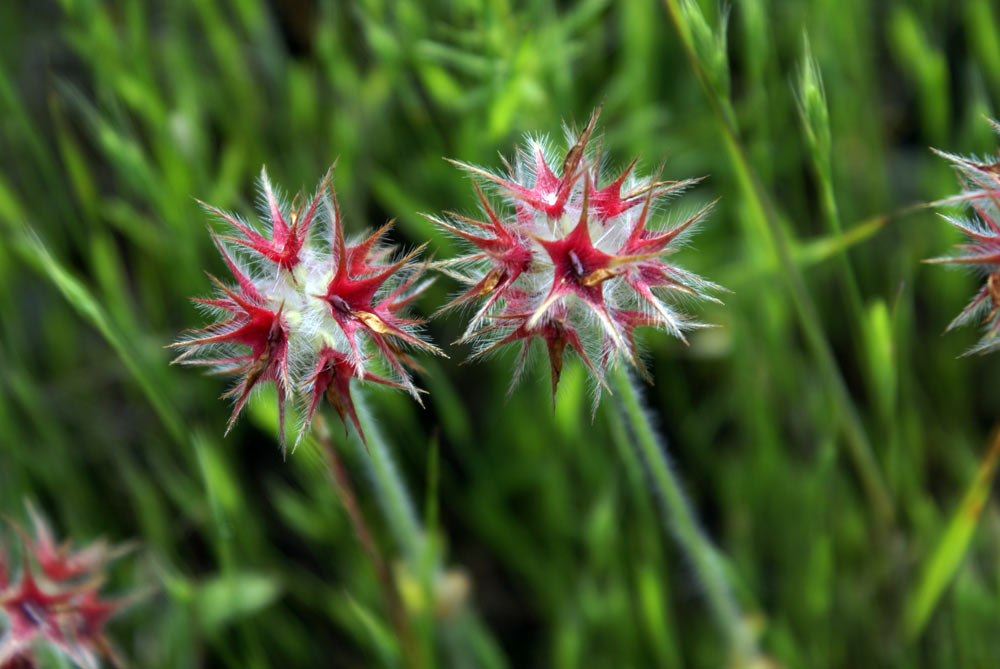 Appennino umbro - Trifolium stellatum