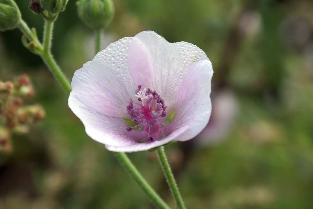 Althaea officinalis