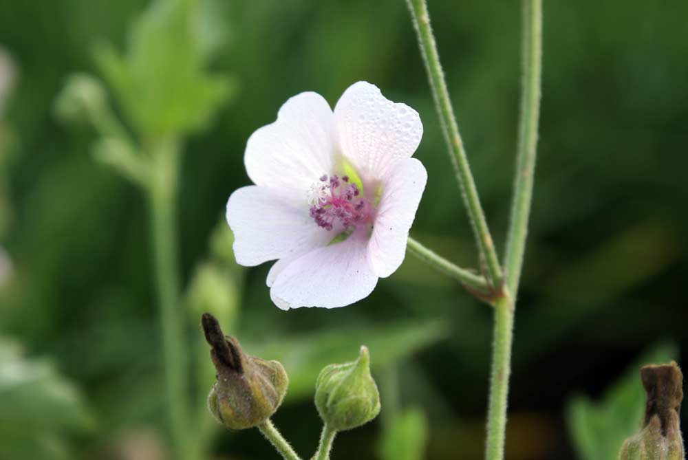 Althaea officinalis