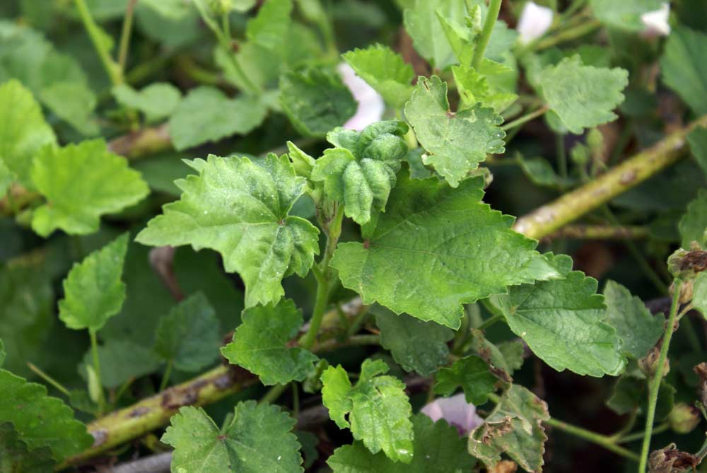 Althaea officinalis