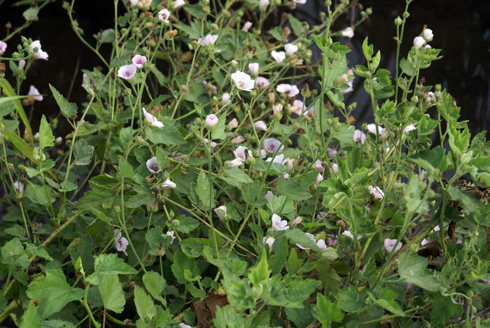 Althaea officinalis