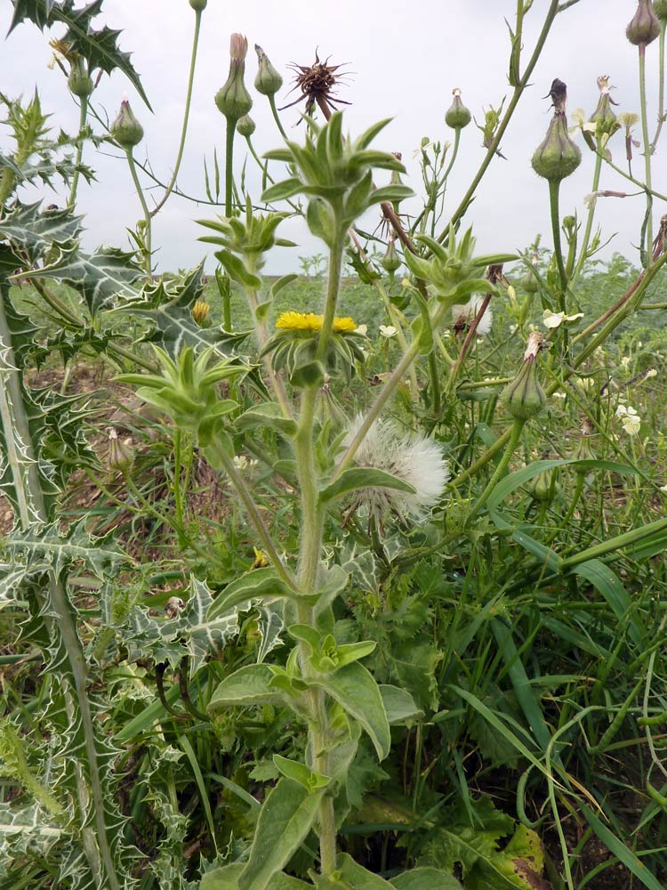 Pallenis spinosa