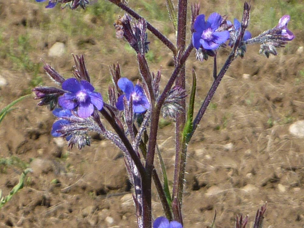 Anchusa azurea