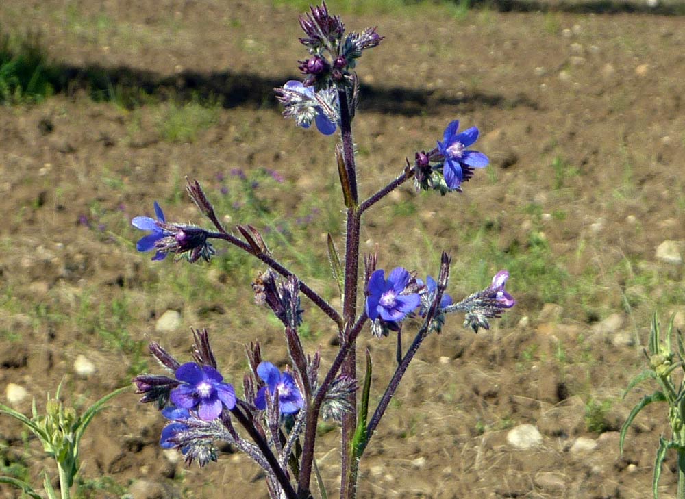 Anchusa azurea