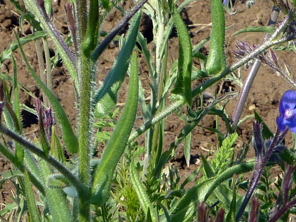 Anchusa azurea