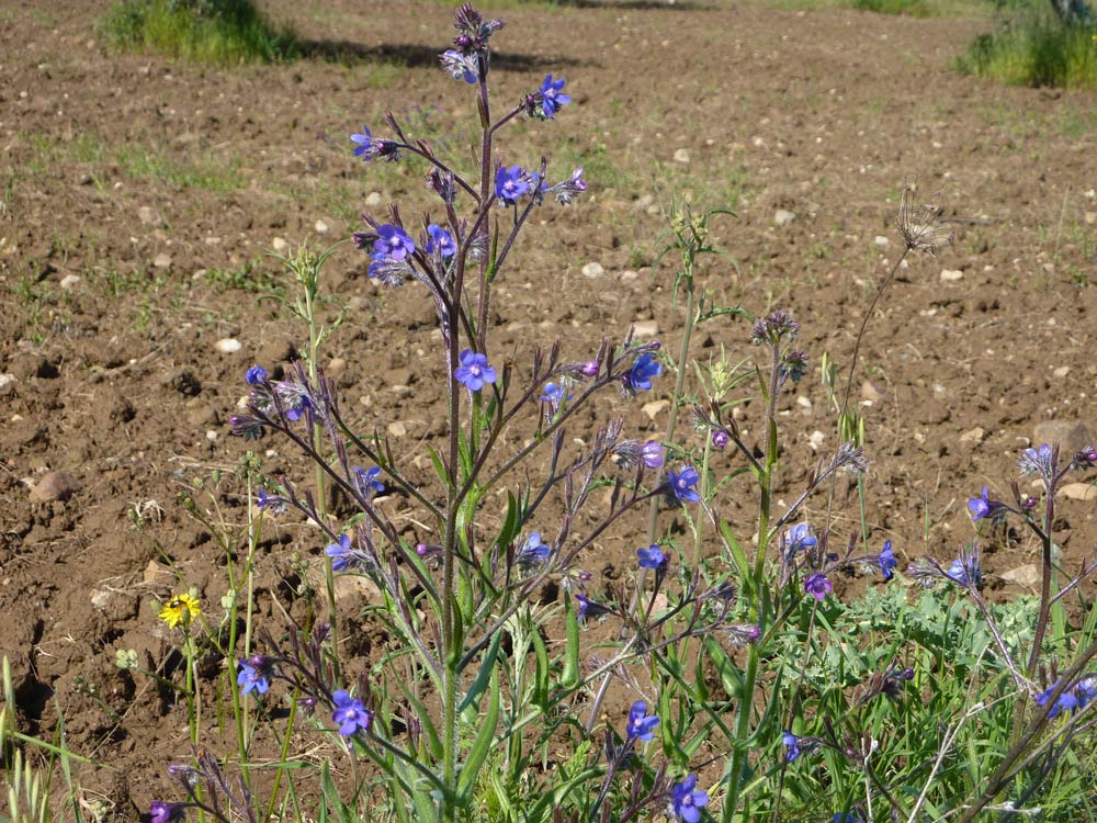 Anchusa azurea