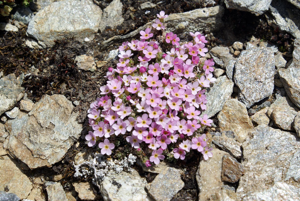 Androsace alpina