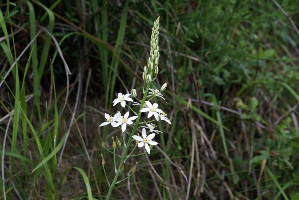 Appennino umbro - Loncomelos brevistylus (=Ornithogalum pyramidale)