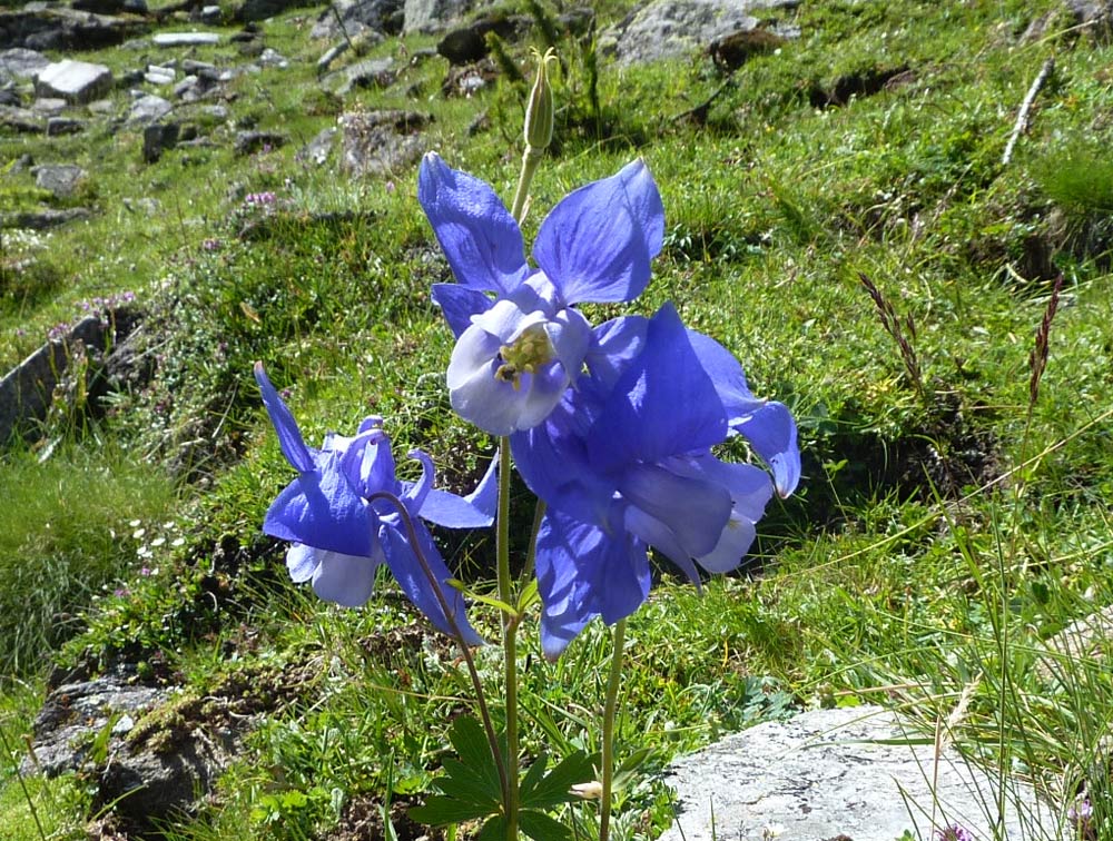 val Clavalit (AO) - Aquilegia alpina