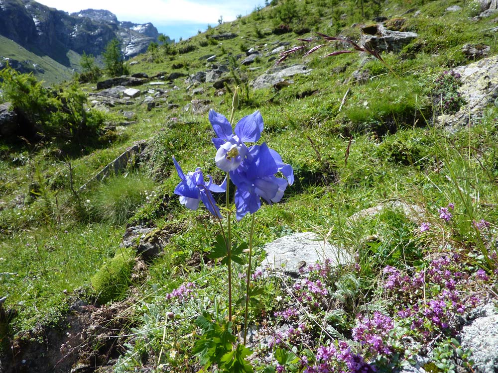 val Clavalit (AO) - Aquilegia alpina