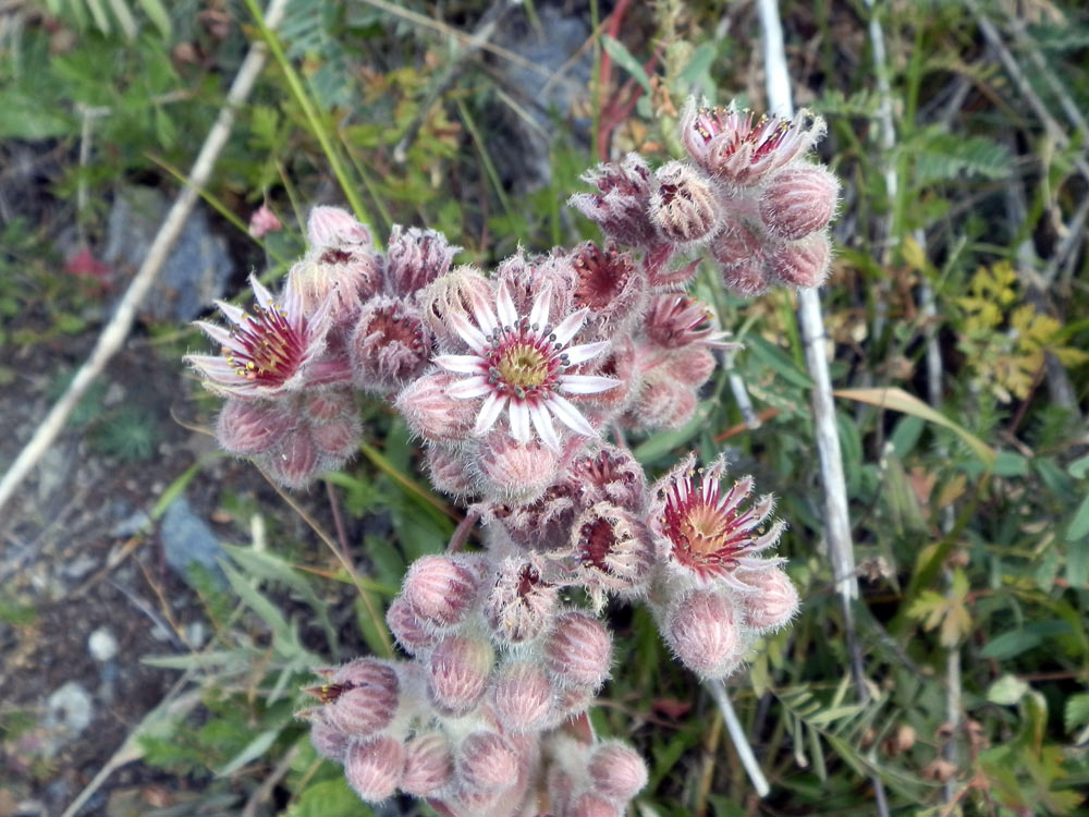 Val di Cogne - Sempervivum tectorum