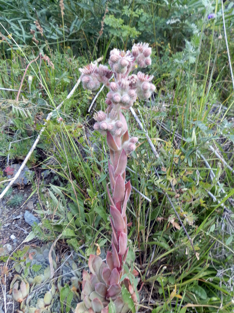 Val di Cogne - Sempervivum tectorum