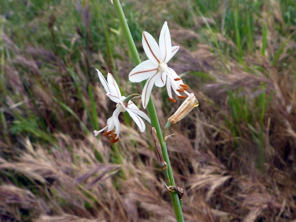 Asphodelus fistulosus