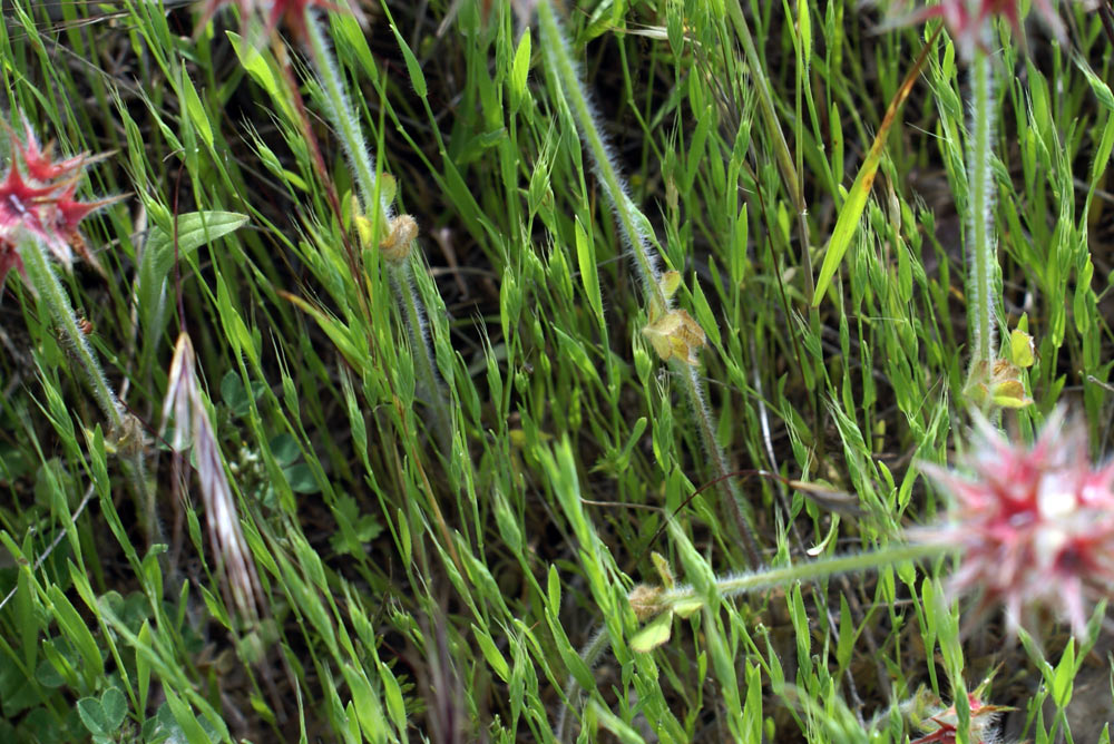 Appennino umbro - Trifolium stellatum