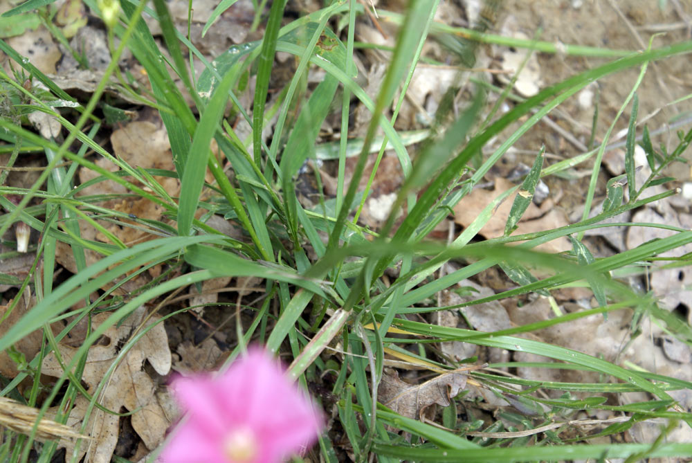 Appennino umbro - Convolvulus cantabrica