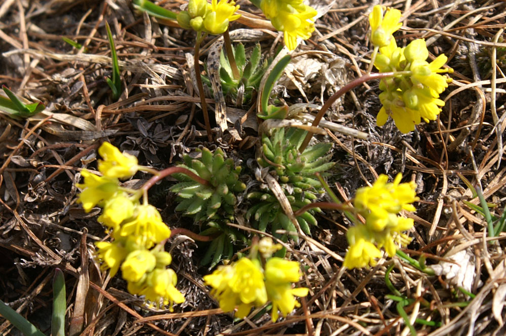 Draba aizoides