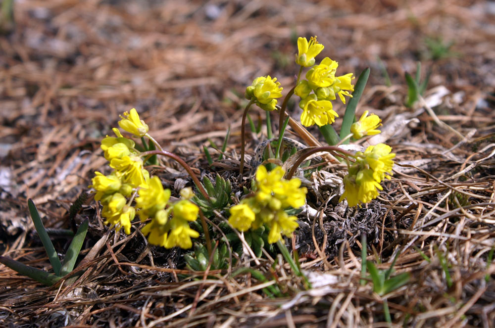 Draba aizoides