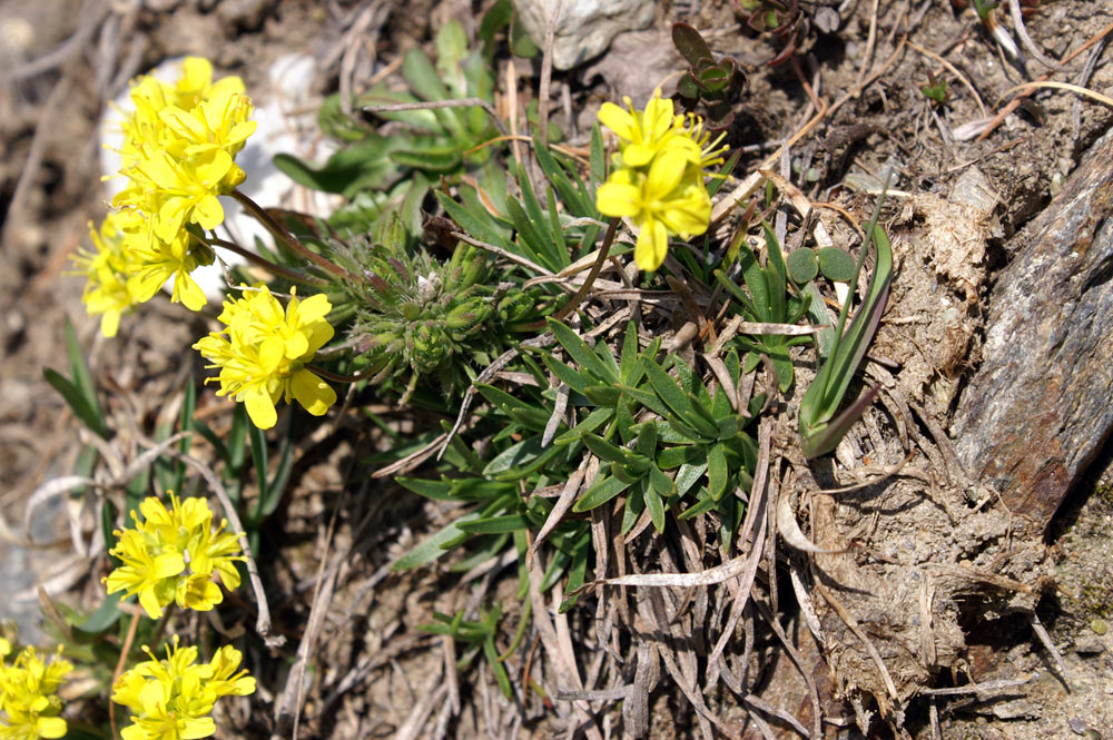 Draba aizoides