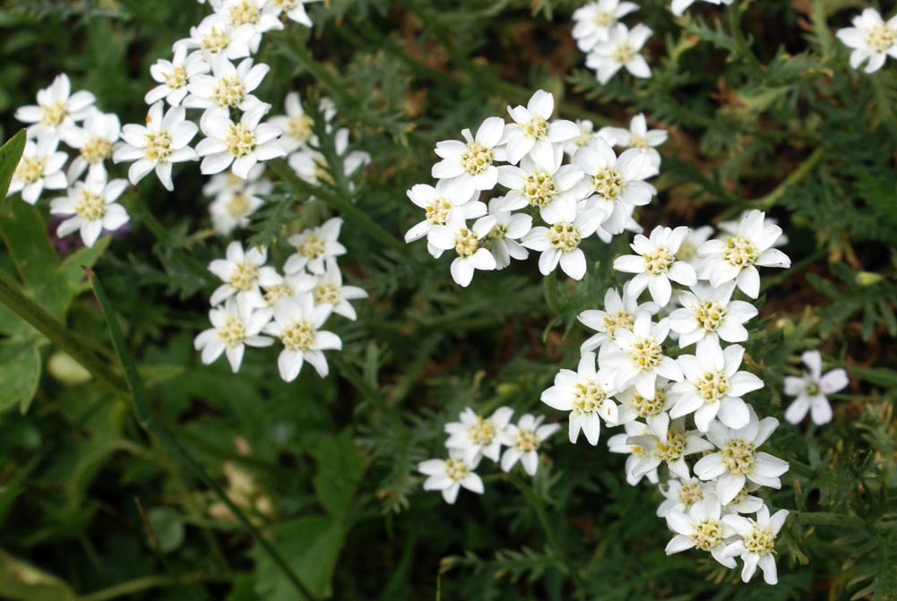 Achillea moschata