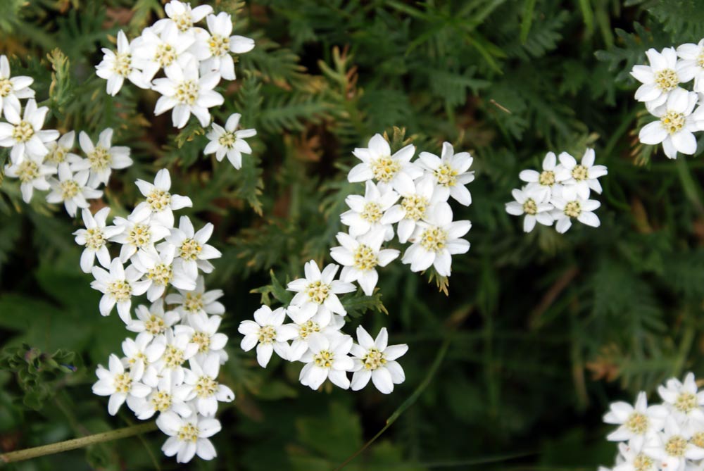 Achillea moschata