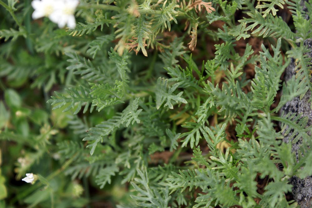 Achillea moschata