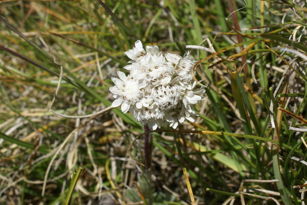 Antennaria dioica