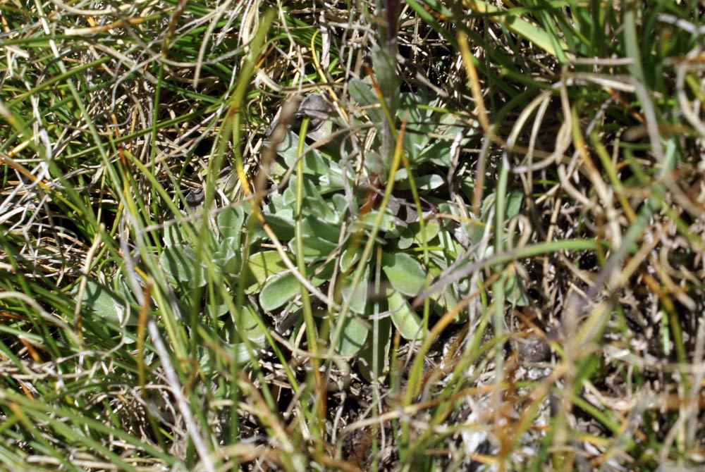 Antennaria dioica