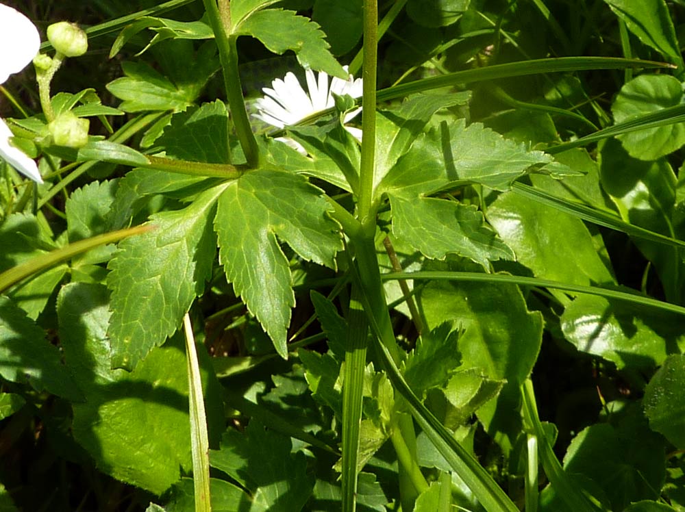 Montagna biellese: Ranunculus cfr. platanifolius