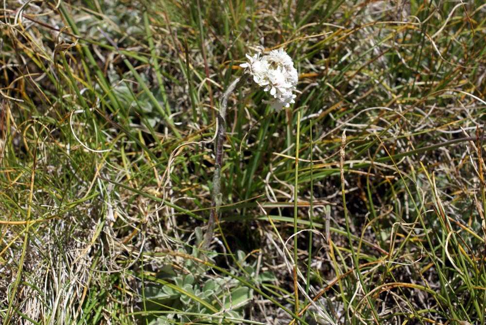 Antennaria dioica