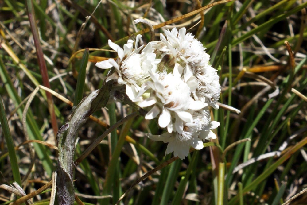 Antennaria dioica