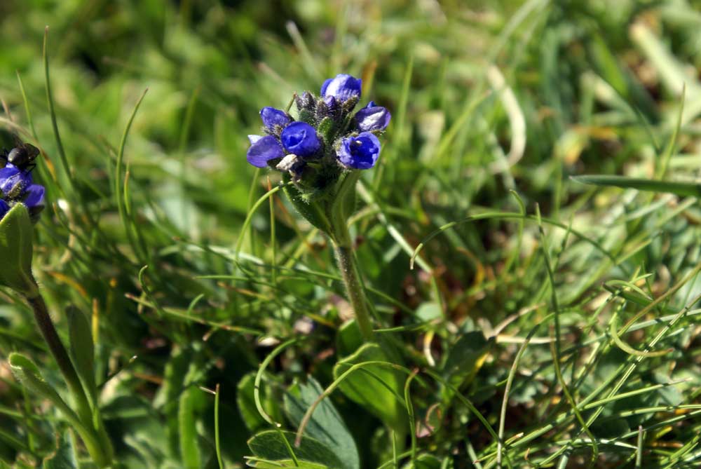 Veronica bellidioides