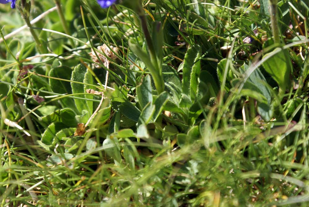 Veronica bellidioides