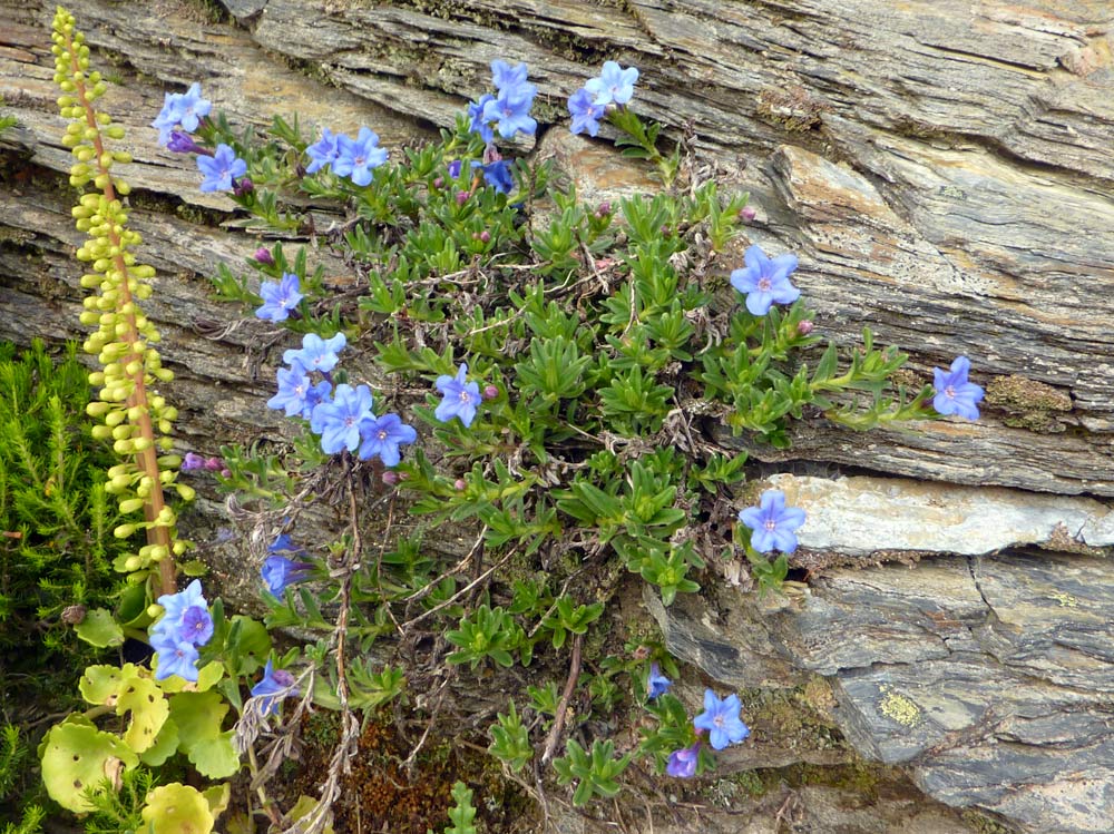 Lithodora fruticosa