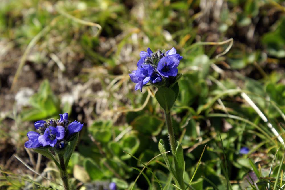 Veronica bellidioides