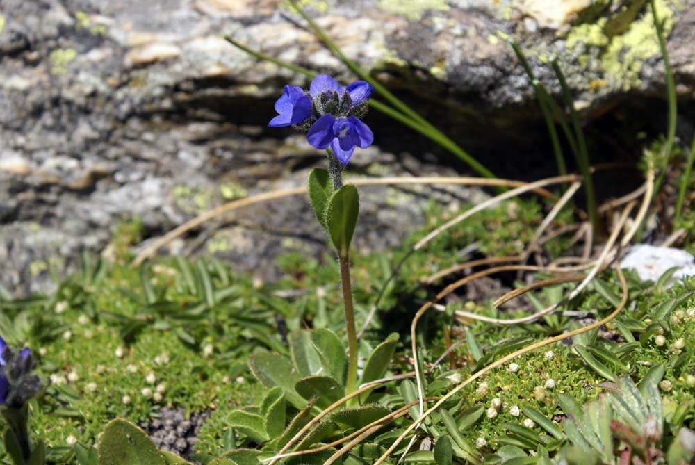 Veronica bellidioides