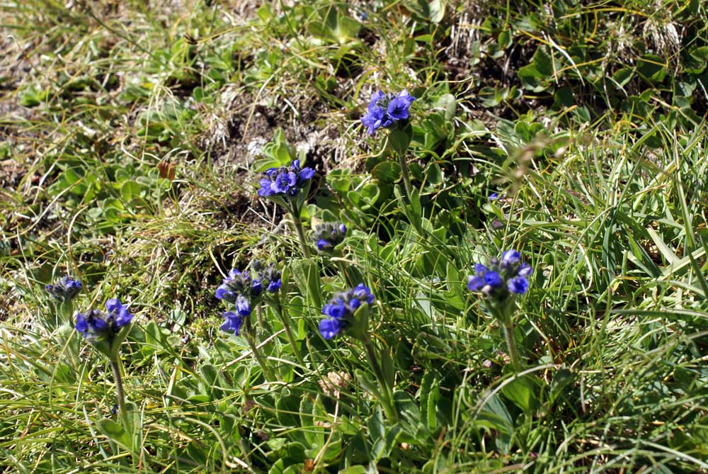 Veronica bellidioides