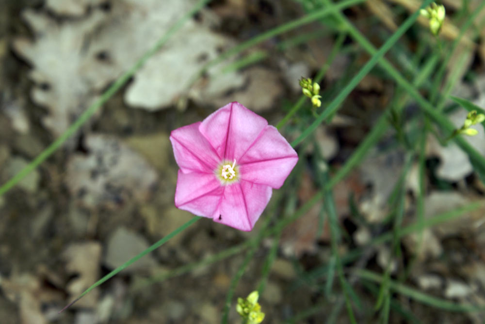 Appennino umbro - Convolvulus cantabrica