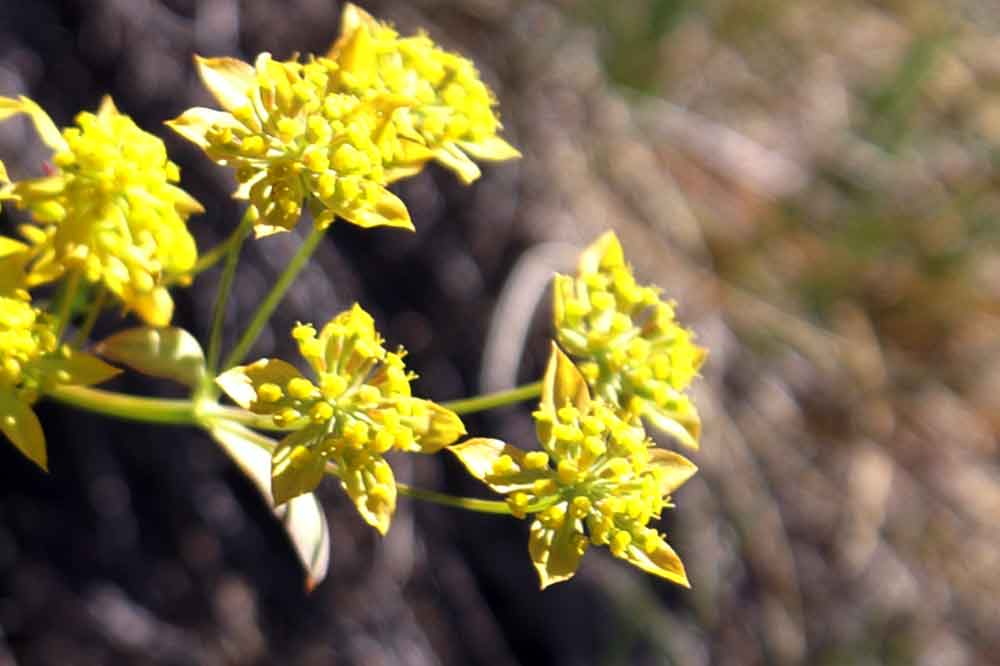 Bupleurum ranunculoides