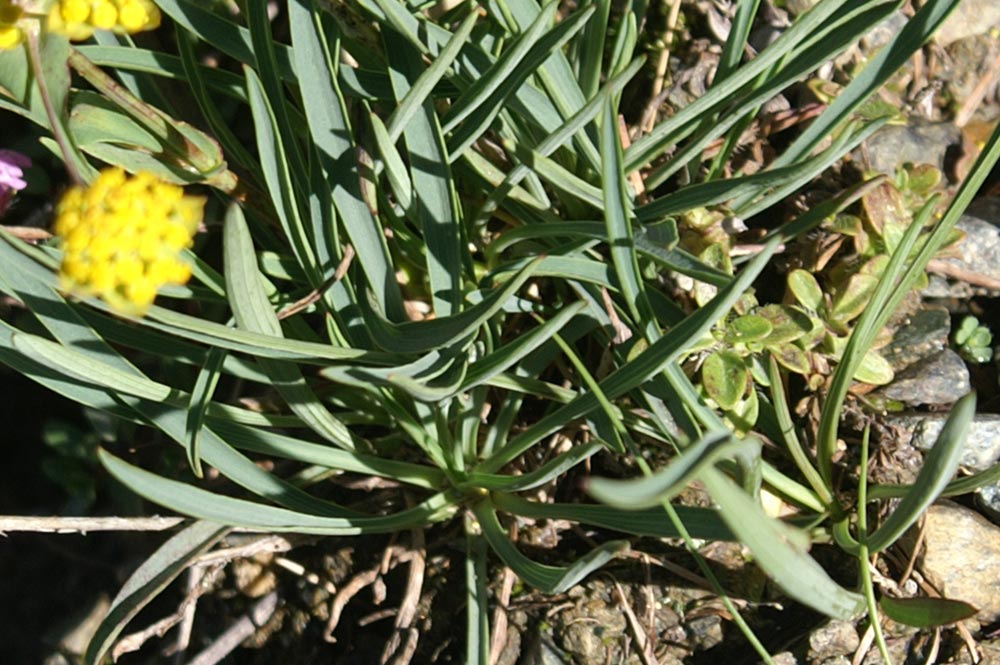 Bupleurum ranunculoides