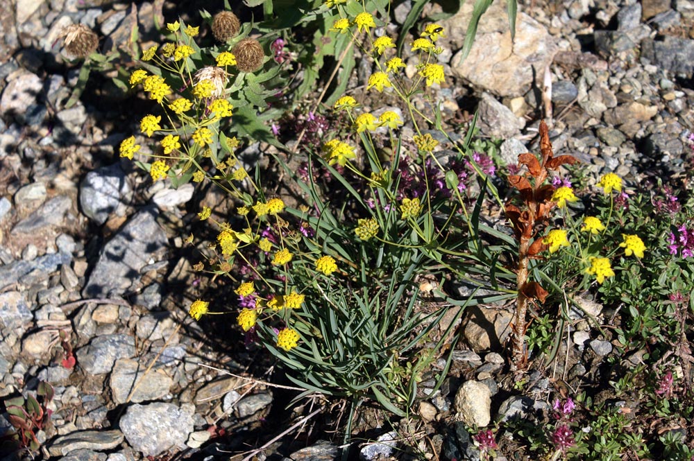 Bupleurum ranunculoides