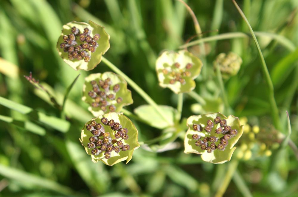 Bupleurum stellatum / Buplero stellato