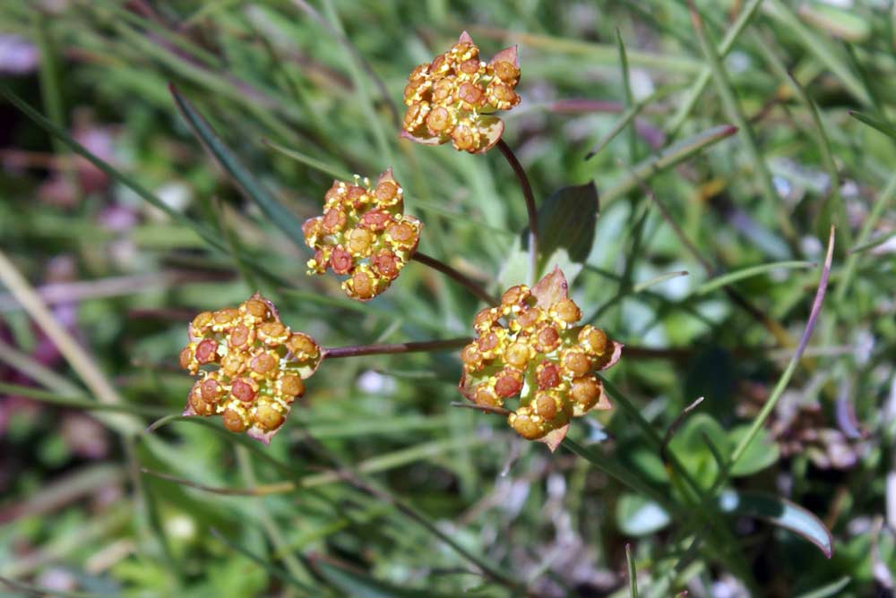 Bupleurum ranunculoides