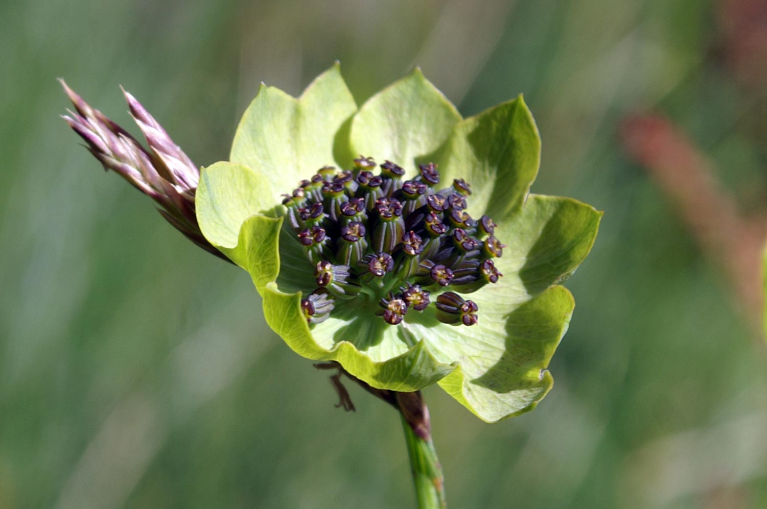 Bupleurum stellatum / Buplero stellato