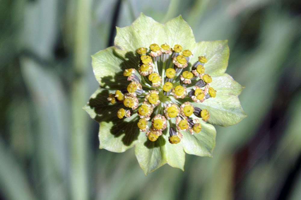 Bupleurum stellatum / Buplero stellato