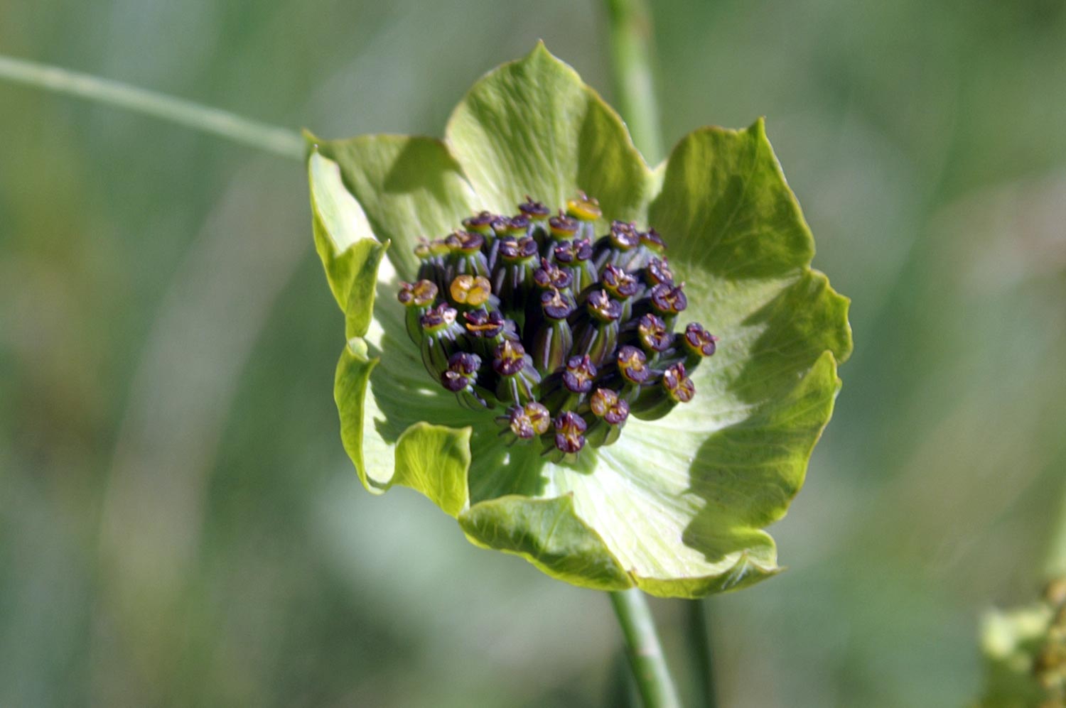 Bupleurum stellatum / Buplero stellato