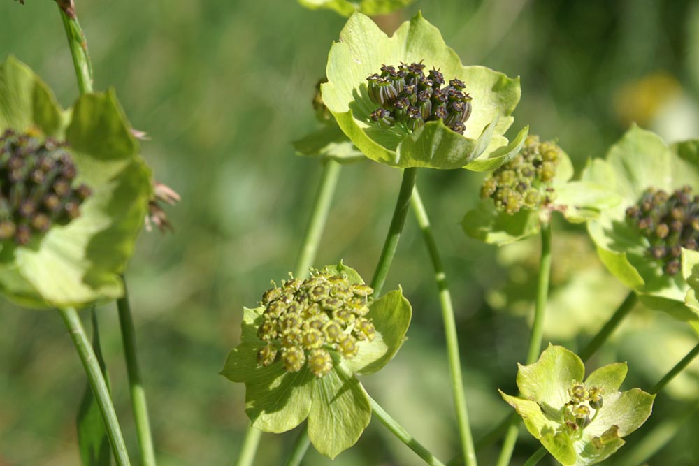 Bupleurum stellatum / Buplero stellato