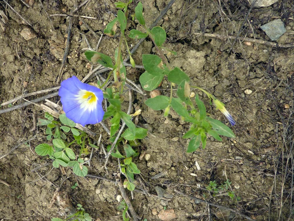 Convolvulus tricolor / Vilucchio tricolore