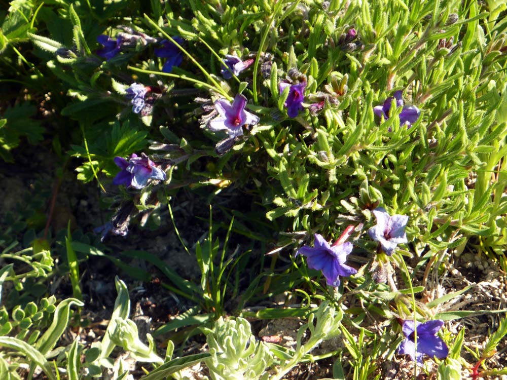 Lithodora cfr, diffusa